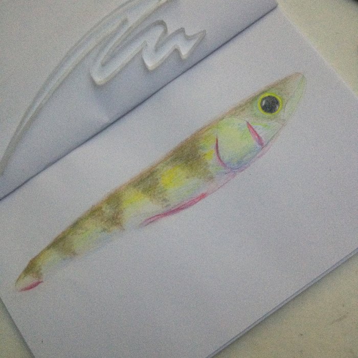 Фото 17.02.16, 22 27 04.jpg (1.75 МБ) 22454 просмотра окунь-хипстер